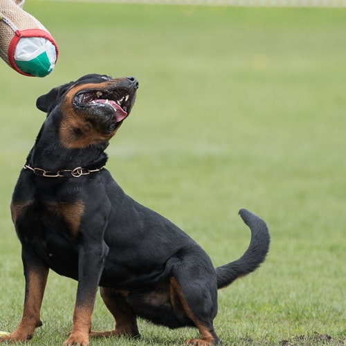 Удавка-цепочка из курогана Sprenger для ротвейлера «Control Dog» 